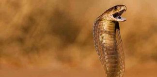 Operan a turista mordido en los genitales por una serpiente en Sudáfrica