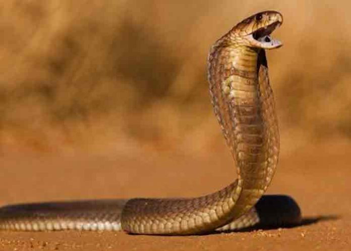 Operan a turista mordido en los genitales por una serpiente en Sudáfrica