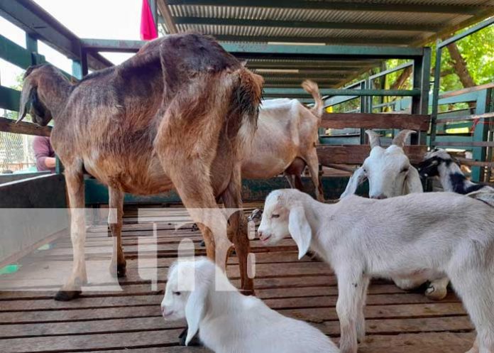 Exposición del INTA sobre ovinos y caprinos en Nicaragua