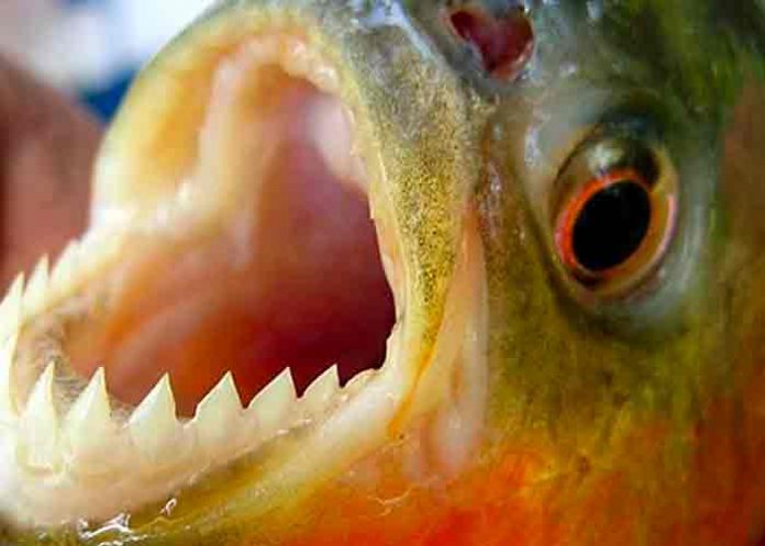 Un ataque de peces palometas en Argentina deja más de 30 heridos