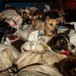 Rescatan a 53 perritos que eran transportados a matadero en Indonesia