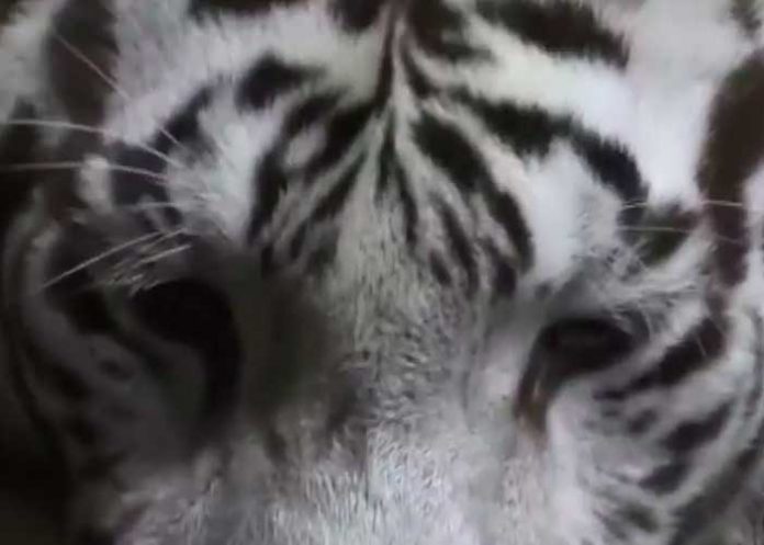 Tigres de bengala que nacieron en el Zoológico Nacional de Nicaragua