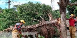Las fuertes ráfagas de vientos provocaron que la rama de un árbol cayera sobre la vía en la carretera que conduce de Jinotepe hacia San Marcos