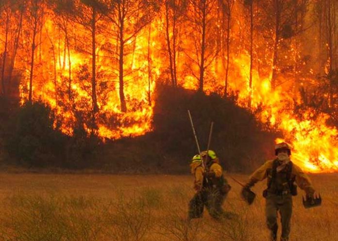 Los incendios forestales a nivel global marcan récord de carbono emisiones