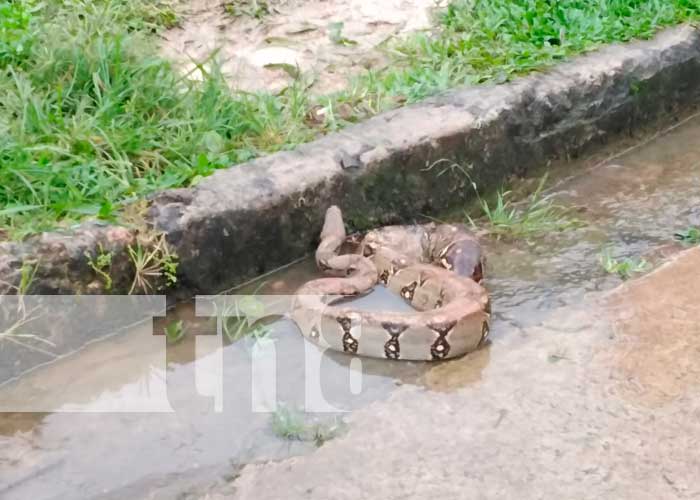 Serpiente alarmó a pobladores de un barrio de Bluefields