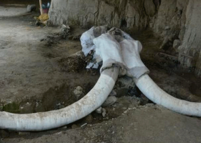 Encuentran restos de un mamut de hace más de 10.000 años en México