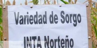 Madriz: Nueva variedad de sorgo se cultivara en el corredor seco del país