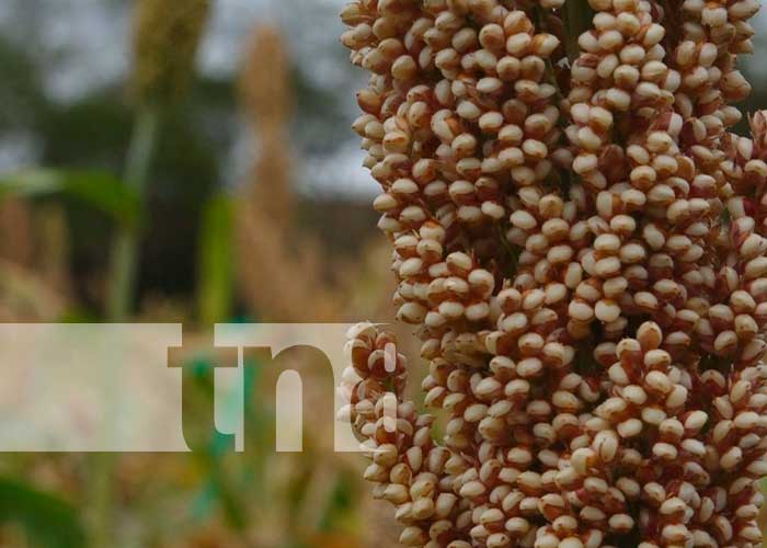 Madriz: Nueva variedad de sorgo se cultivara en el corredor seco del país