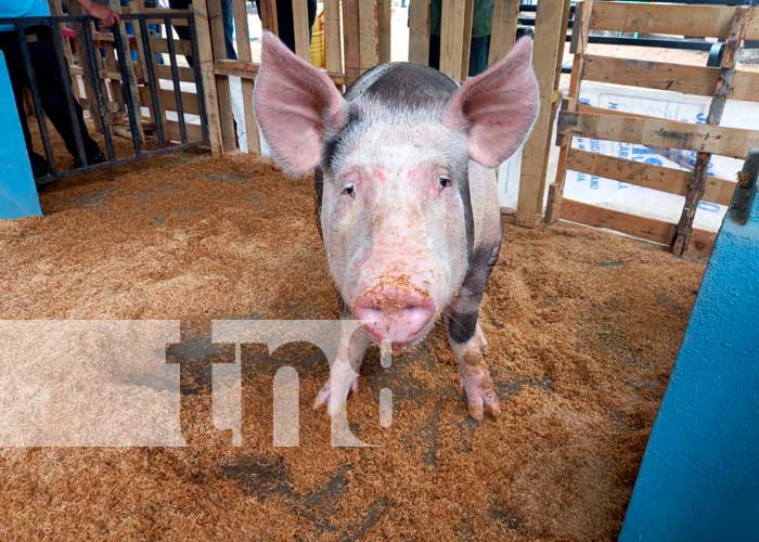Realizan feria de mejoramiento genético porcino en Chinandega