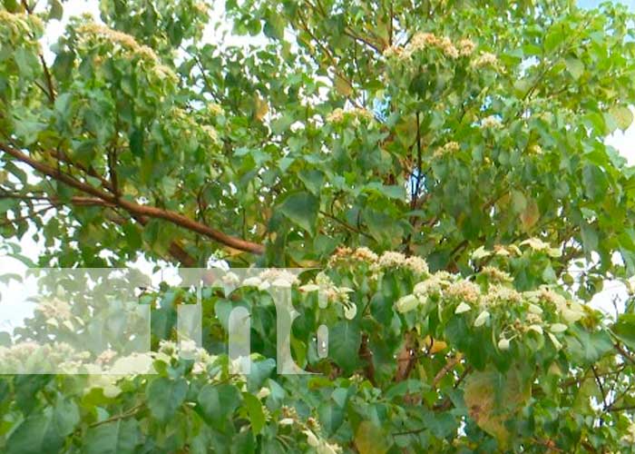 Jóvenes regalan árboles de madroño en Managua