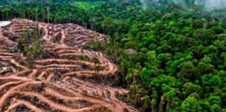 Alertan aumento de deforestación de tierras indígenas en Brasil