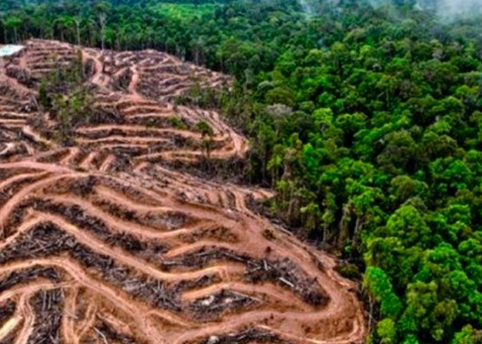 Alertan aumento de deforestación de tierras indígenas en Brasil