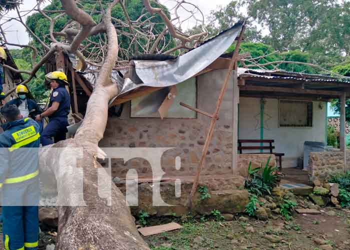 Casa afectada por la caída de un árbol en Ometepe