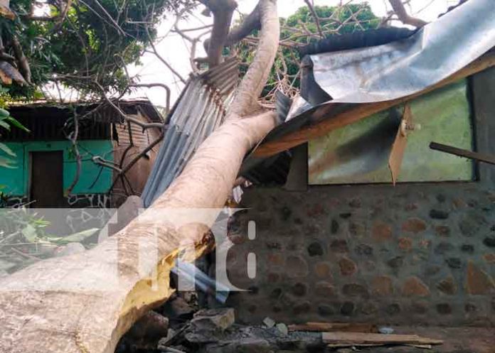 Casa afectada por la caída de un árbol en Ometepe