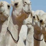 Descalifican a camellos de un concurso de belleza por tener bótox inyectado