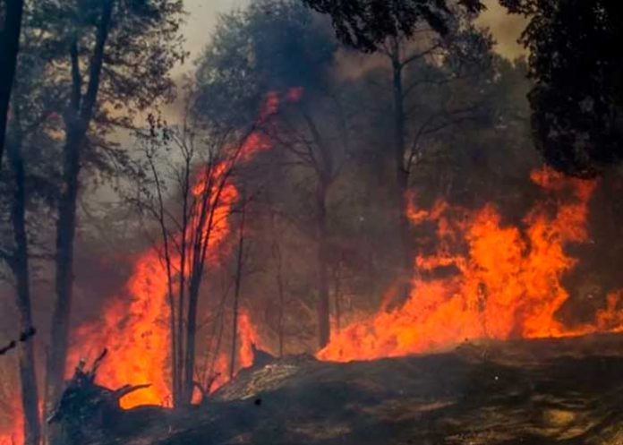 Trabajo arduo para contener incendios forestales en Chile