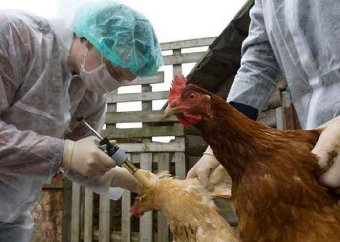 China confirma la muerte de una mujer por la cepa de gripe aviar