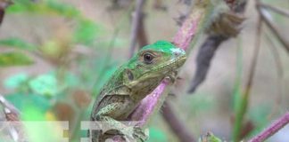 Liberación de iguana verde en Zoocriadero de Macuelizo