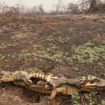 Incendios en el Pantanal brasileño dejaron 17 millones de animales muertos