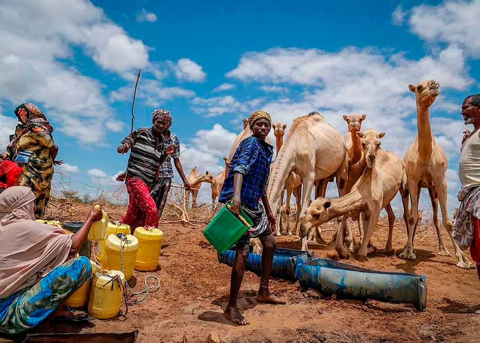 ¡Impactantes imágenes! Jirafas mueren de sed por grave sequía en Kenia