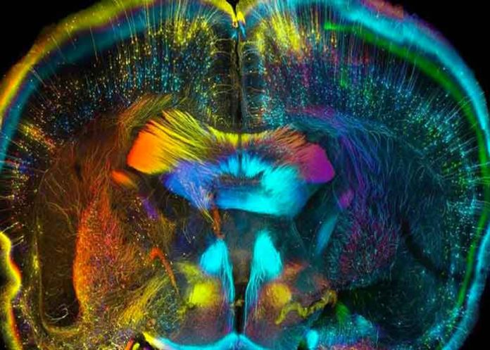 Aumento de consumo de LSD y hongos alucinógenos