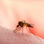 Pandemia de covid-19 es responsable de aumento de muertos por malaria