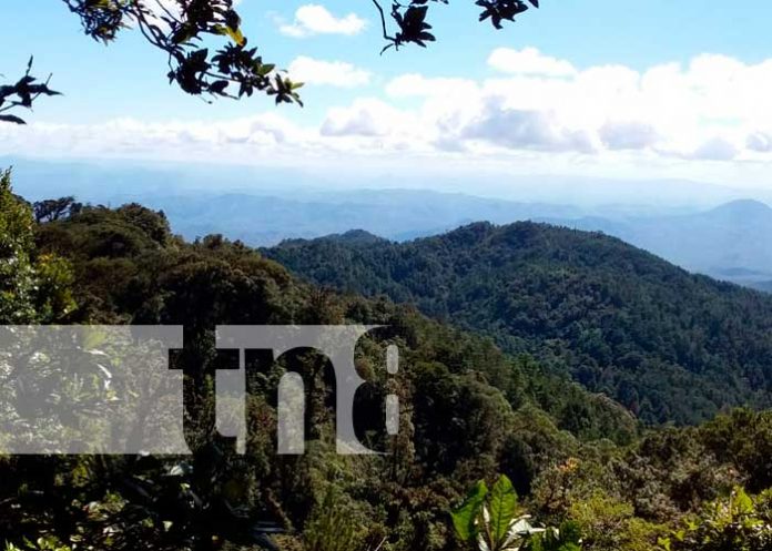Una aventura inolvidable en el Cerro Mogotón, la montaña más alta de Nicaragua