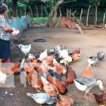 Crianza de gallinas y chompipes en Nandaime deja buenos resultados