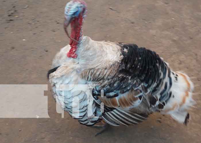 Crianza de gallinas y chompipes en Nandaime deja buenos resultados