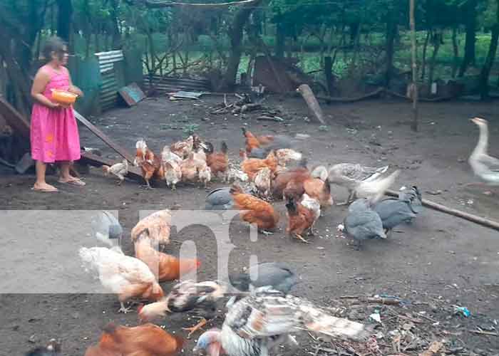 Crianza de gallinas y chompipes en Nandaime deja buenos resultados