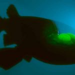 Captan imágenes de un extraño pez con cabeza transparente y ojos verdes