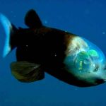 Pez duende: La extraña especie descubierta en las profundidades
