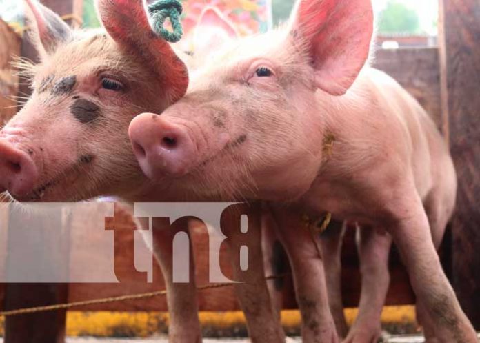 Feria porcina en Siuna