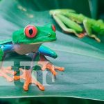 Zoocriadero de ranas ojos rojos en Jinotega