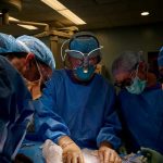 Realizan en Nueva york el segundo trasplante de riñón de cerdo a un humano