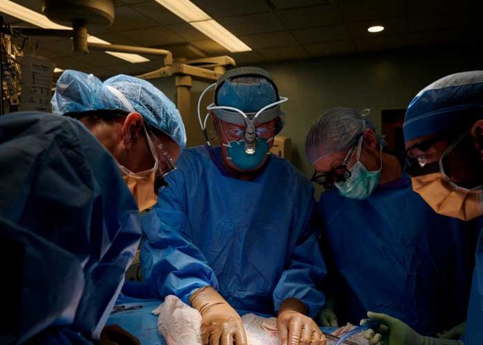 Realizan en Nueva york el segundo trasplante de riñón de cerdo a un humano