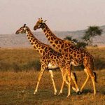 Safaris de Sudáfrica quedan "noqueados" tras aparición de Ómicron