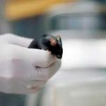 En Taiwán analizan posible contagio de Covid-19 por mordedura de ratón