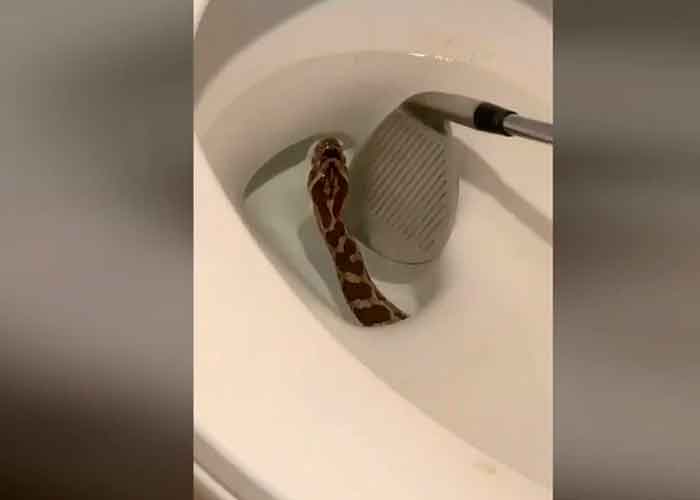 Casi pierde la "cola" por una mordida de serpiente en Sudáfrica