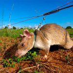 ¡Misión cumplida!, muere Magawa una rata que salvó vidas en Camboya
