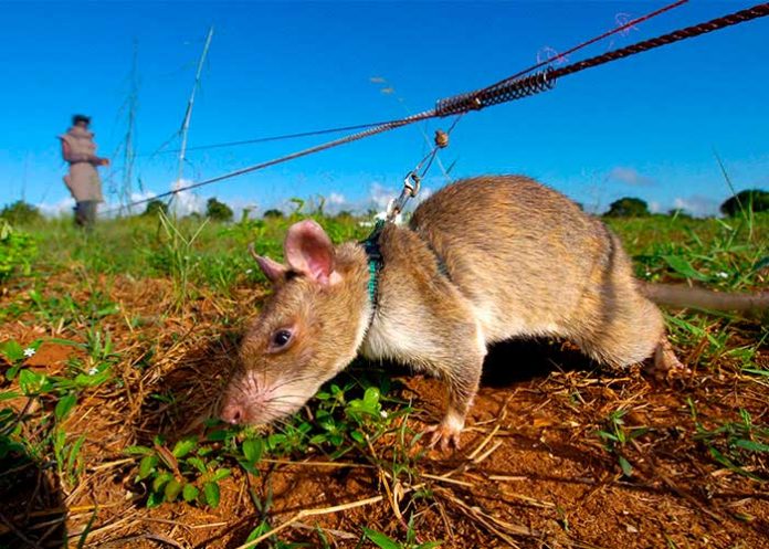 ¡Misión cumplida!, muere Magawa una rata que salvó vidas en Camboya
