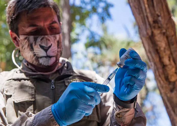 Zoológico en Chile comienza a vacunar a animales contra el COVID-19 