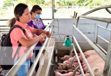 León avanza en el "Programa de Inseminación Porcina"