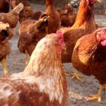 400 mil gallinas mueren en Uruguay debido a la ola de calor