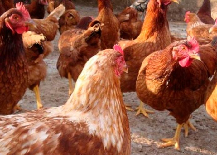 400 mil gallinas mueren en Uruguay debido a la ola de calor