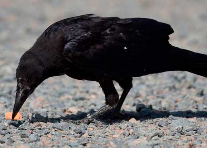 Conoce los cuervos que cooperan con la limpieza en Suecia
