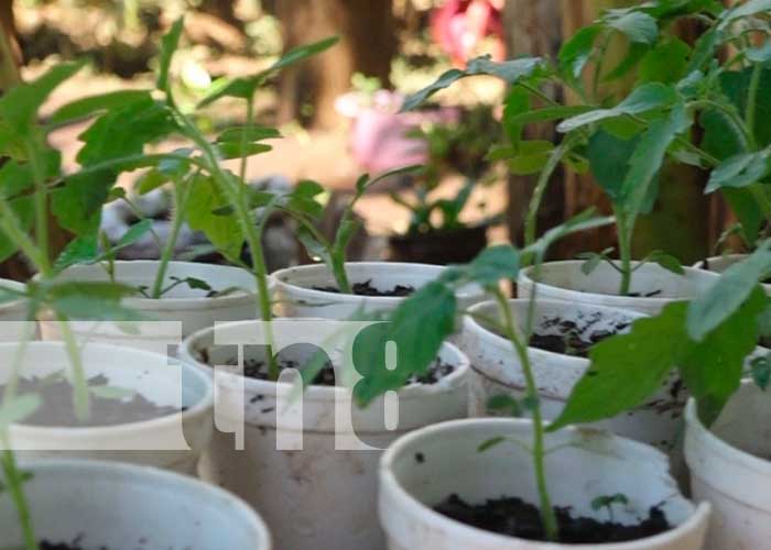 Joven inicia emprendimiento con patio saludable en Masaya