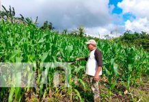 El MEFCCA garantiza seguridad alimentaria en el Caribe Norte