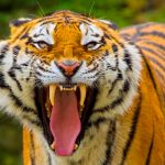 TRAGEDIA: Tigre arranca la mano de su cuidadora y ataca a dos personas en Japón