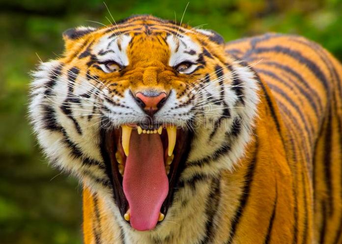 TRAGEDIA: Tigre arranca la mano de su cuidadora y ataca a dos personas en Japón